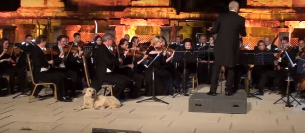 Незваный гость на фестивале камерной музыки - Sputnik Беларусь