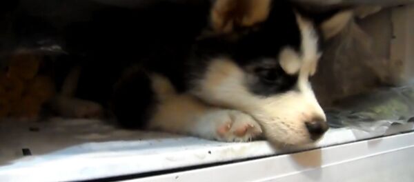 Хаски в морозильнике - Sputnik Беларусь