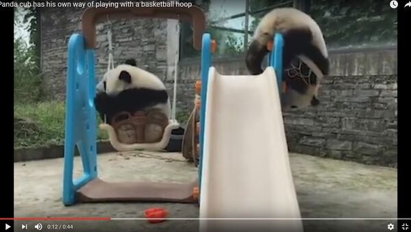 Видеофакт: панда застряла в баскетбольном кольце в зоопарке Китая - Sputnik Беларусь