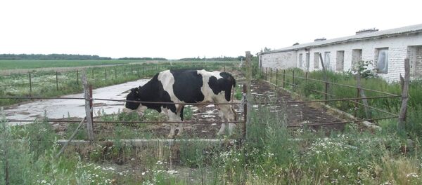 Бык, убивший женщину - Sputnik Беларусь