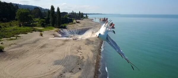 Чайка совершила фигуру высшего пилотажа - Sputnik Беларусь