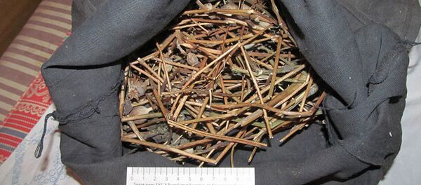 Изъятая маковая солома - Sputnik Беларусь