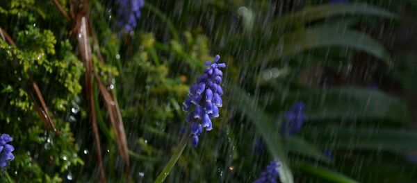 Дождь, архивное фото - Sputnik Беларусь