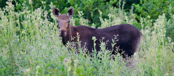Лось, архивное фото - Sputnik Беларусь