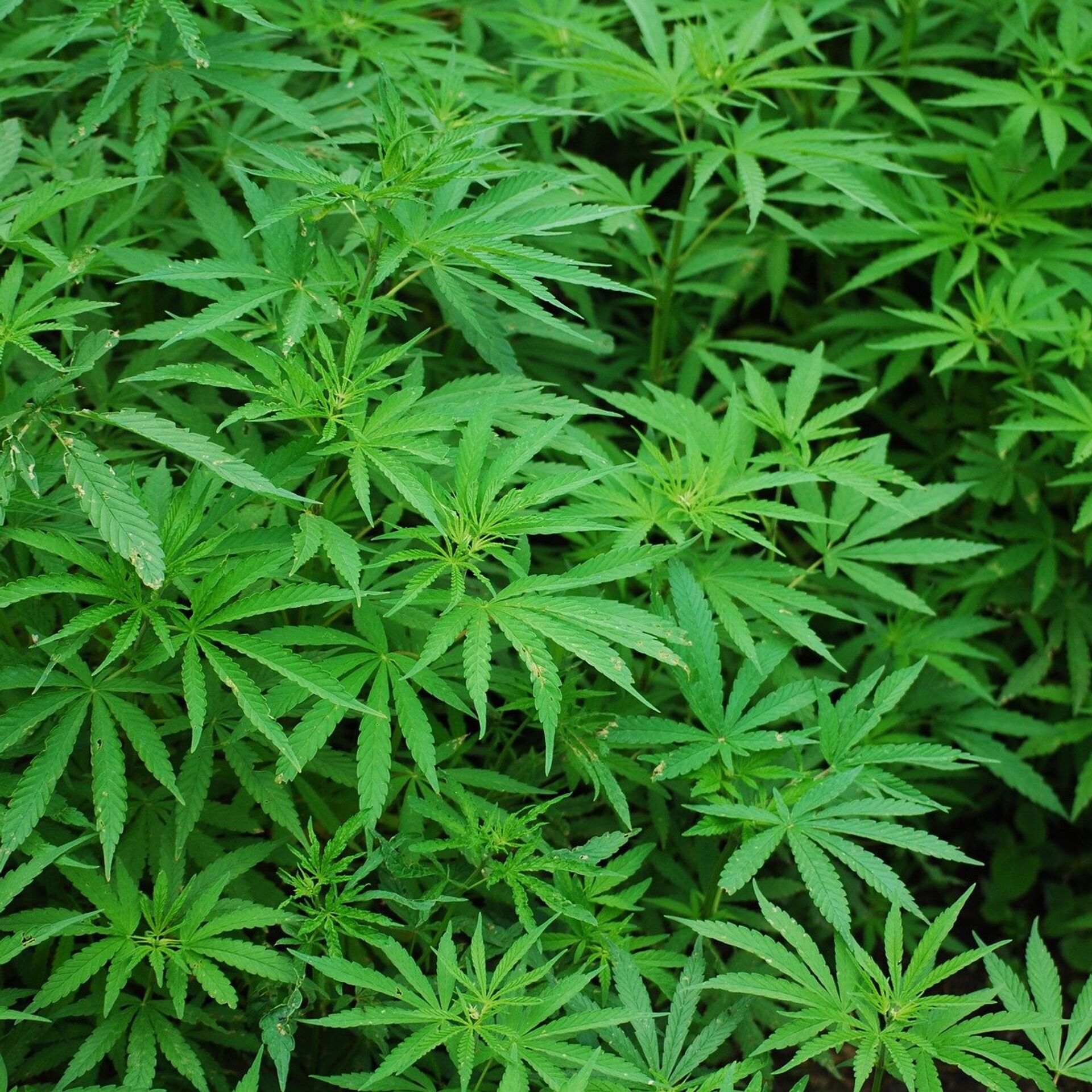 В дзержинске марихуану вырасти плантацию конопли