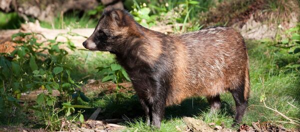 Енотовидная собака, архивное фото Енотовидная собака, архивное фото - Sputnik Беларусь