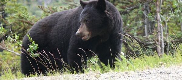 Черный медведь - Sputnik Беларусь