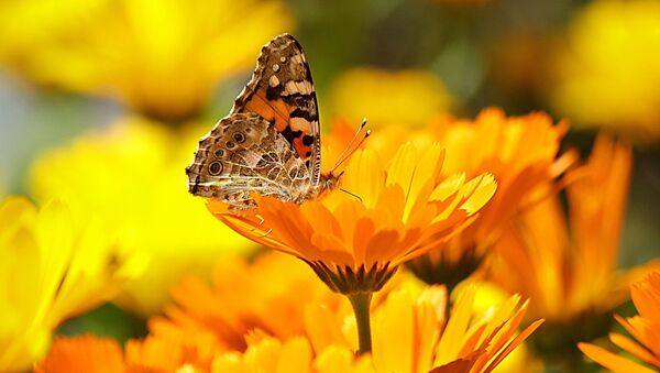 Бабочка на цветке - Sputnik Беларусь