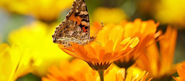 Бабочка на цветке - Sputnik Беларусь