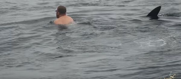 Видеофакт: дайвер подплыл к огромной китовой акуле у побережья США - Sputnik Беларусь