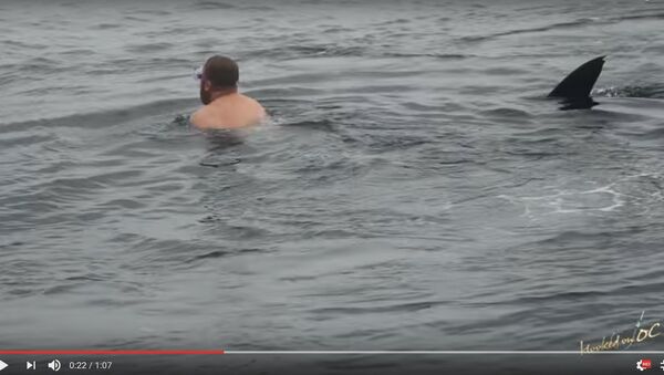 Видеофакт: дайвер подплыл к огромной китовой акуле у побережья США - Sputnik Беларусь
