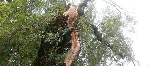 Последствия грозы в Минске - Sputnik Беларусь