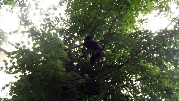 Мальчик забрался на дерево за котом - Sputnik Беларусь
