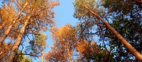 Зараженный лес в Гомельской области - Sputnik Беларусь