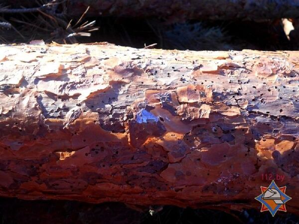 Зараженное дерево - Sputnik Беларусь