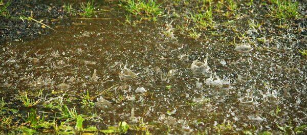 Летний дождь, архивное фото - Sputnik Беларусь