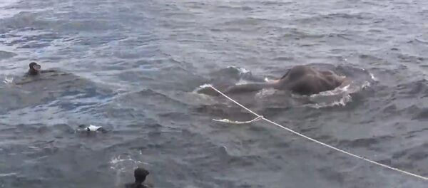 ВМС Шри-Ланки спасли унесенного в море слона - Sputnik Беларусь