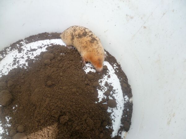 Крота-альбиноса обнаружили в Барани Крота-альбиноса обнаружили в Барани - Sputnik Беларусь