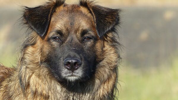 Собака, архивное фото - Sputnik Беларусь