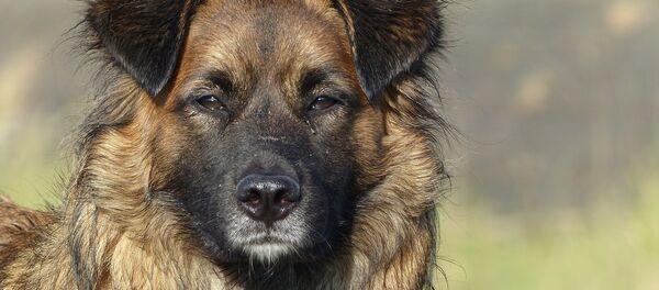 Собака, архивное фото - Sputnik Беларусь