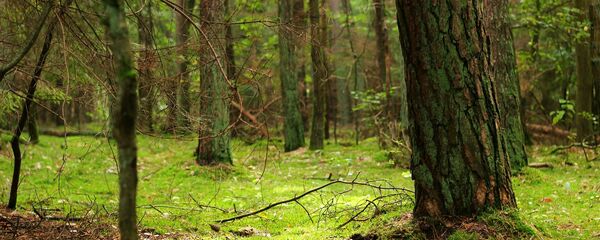 Лес, архивное фото - Sputnik Беларусь