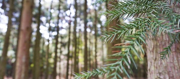 Ель, архивное фото Ель, архивное фото - Sputnik Беларусь