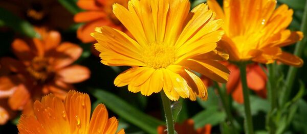 Цветы летом - Sputnik Беларусь