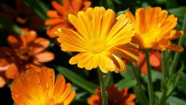 Цветы летом - Sputnik Беларусь
