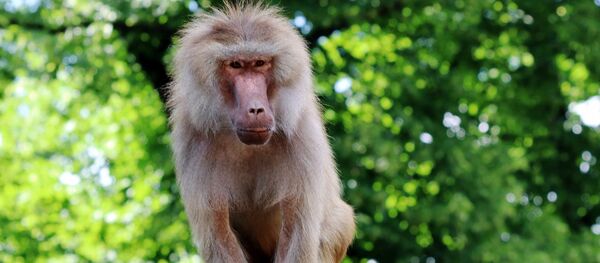 Бабуин, архивное фото Бабуин, архивное фото - Sputnik Беларусь
