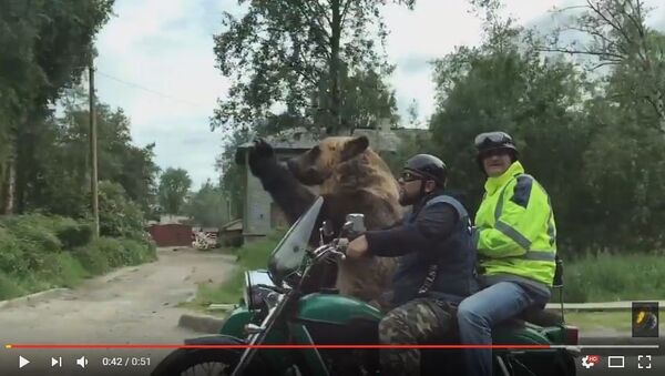 Медведь на мотоцикле в люльке ездил по улицам Архангельска, видео - Sputnik Беларусь