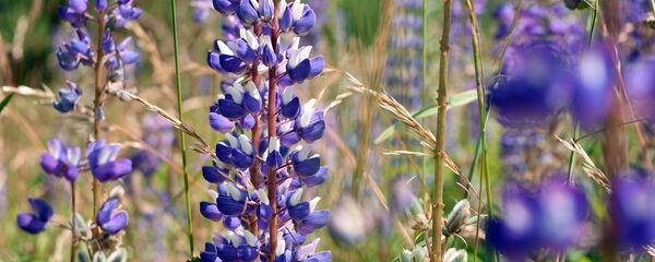 Цветы летом - Sputnik Беларусь