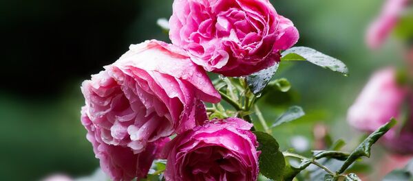 Дождь летом, архивное фото - Sputnik Беларусь