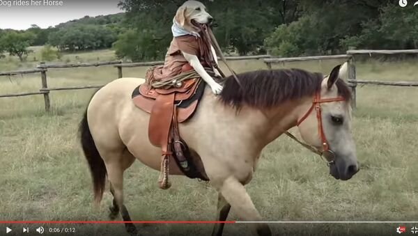 Видеофакт: собака из Техаса научилась ездить верхом на лошади - Sputnik Беларусь
