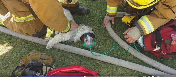 Пожарные вынесли пса из горящего дома и откачали кислородной маской - Sputnik Беларусь