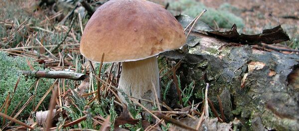 Белый гриб - Sputnik Беларусь