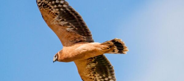 Степной лунь - Sputnik Беларусь