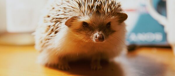 Ежик Ежик - Sputnik Беларусь