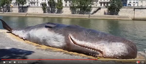 Видеофакт: мертвый кашалот появился в Париже на набережной Сены - Sputnik Беларусь