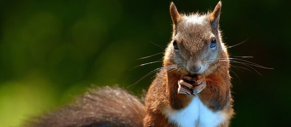 Белка, архивное фото Белка, архивное фото - Sputnik Беларусь
