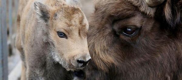 Маленькае зубраня, архіўнае фота Маленькае зубраня, архіўнае фота - Sputnik Беларусь