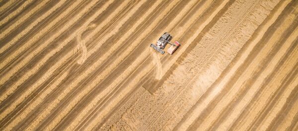 Уборка зерновых Уборка зерновых - Sputnik Беларусь