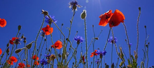 Луговые цветы, архивное фото - Sputnik Беларусь