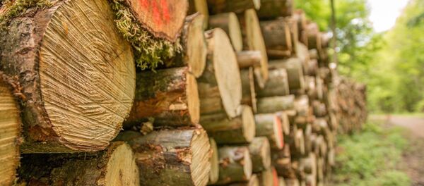 Вырубленные деревья, архивное фото - Sputnik Беларусь