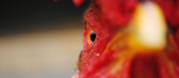 Петух, архивное фото - Sputnik Беларусь