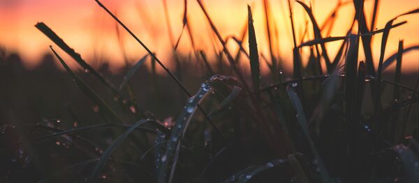 Капли дождя на траве - Sputnik Беларусь