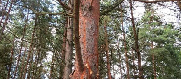 Минчанка погибла от удара молнии на Браславских озерах - Sputnik Беларусь