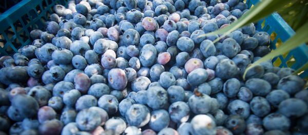 Голубика – сбор ягоды на Полесье - Sputnik Беларусь