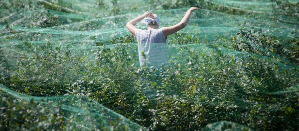 Голубика – сбор ягоды на Полесье - Sputnik Беларусь