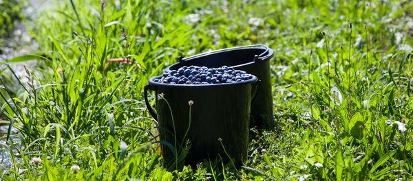 Сбор ягод, архивное фото - Sputnik Беларусь