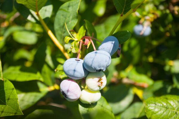 Голубика – ягода семейства брусничных, ближайшая родственница черники, вкусная, ароматная и очень полезная. - Sputnik Беларусь